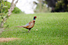 Ring-necked Pheasant