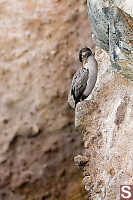 Shag On Rock Ledge