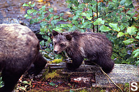 Baby Bear Behind Mom