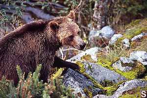 Bear Coming Up Hill