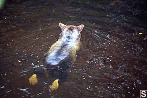 Bear Swimming