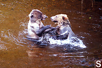 Bears In Disagreement