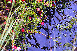 Bog Cranberries In Water