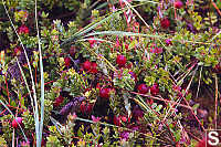 Bog Cranberries