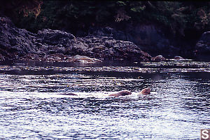 Sea Lions In Water