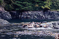 Seals Hauled Out On Rocks