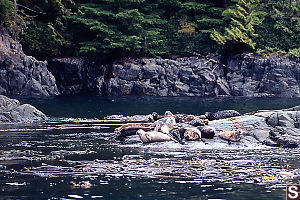 Seals Hauled Out On Rocks