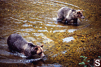 Two Bears Walking In Shallows