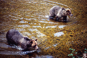 Two Bears Walking In Shallows