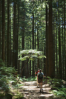 Tree Growing In Bright Spot