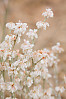 snow buckwheat