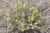 Bright Golden Aster In Dry Grass