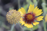 Common Gaillardia