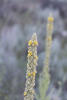 Great Mullein