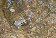 Pacific Tree Frog Brown Morph