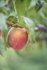 Peach Growing In Orchard