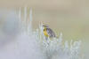 Western Meadowlark Side