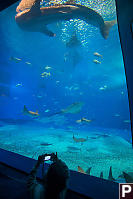 Claira Photographing Whale Shark