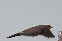 Grey-Faced Buzzard Bird In Flight
