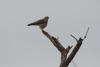 Grey-faced Buzzard