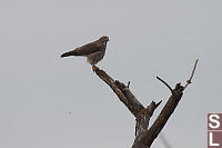 Grey-Faced Buzzard In Tree