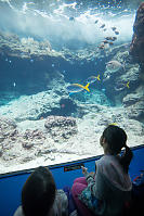 Kids Watching Reef Fish