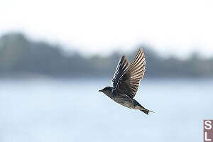 Purple Martin Flying