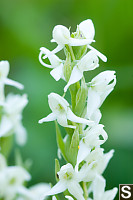 Bog Orchid