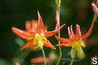 Columbine