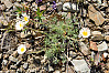 cutleaf daisy, dwarf mountain fleabane