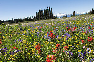 Field Of Flowers