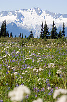 Flowers With Flowers