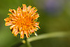 orange agoseris, orange-flowered false-dandelion