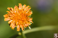 Orange Agoseris