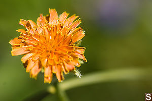 Orange Agoseris