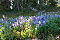 Patch Of Lupins