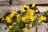 Yellow Monkey Flowers At Bridge