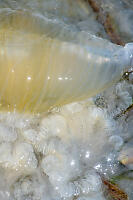 Bell Of Washed Up Jellyfish