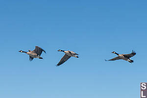 Canada Geese Flyby