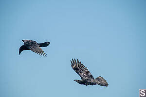 Crows Flying By