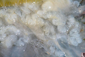 Details Of Washed Up Jellyfish