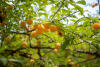 Golden Plums In Tree