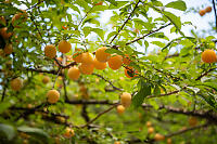 Golden Plums In Tree