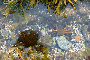 Kelp Crabs In Tide Pools