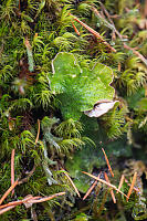 Lichen Fighting Through Moss