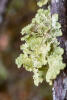 Lichen On Branch