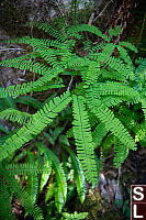 Maidenhair Ferns