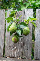 Pear Tree Branch On Weathered Fence