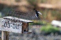 Purple Martin On Nest Box