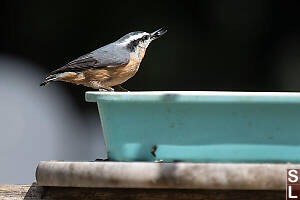 Read Brested Nuthatch Eating Seeds